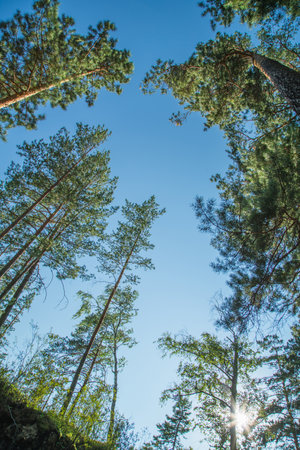 The sun shines through the branches of the trees. look up. natural background.の写真素材