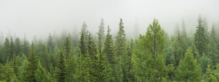 Mountain taiga, a wild place in Siberia. Coniferous forest, morning fog, panoramic view.の写真素材