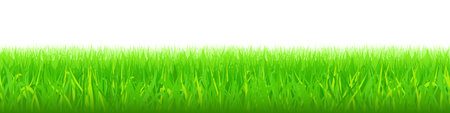 Green grass on white background, panoramic view, vector illustrationのイラスト素材
