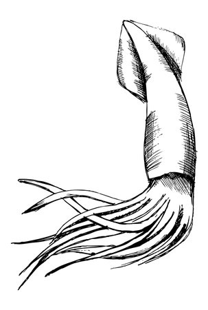 squid pencil drawing for coloring. Sketchのイラスト素材