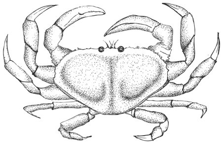 crab. Pencil drawing for the menu. Coloring. Sketchのイラスト素材