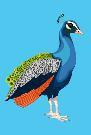 peacock with beautiful tail and colorのイラスト素材