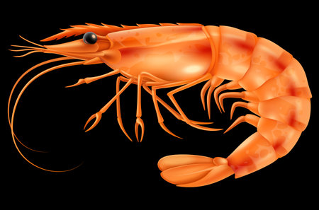 red big shrimp vector illustrationのイラスト素材