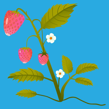 strawberry bush with berries and flowersのイラスト素材