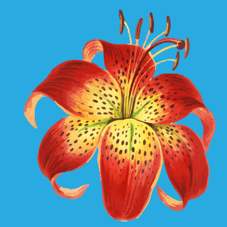 orange flower lily watercolor drawingのイラスト素材