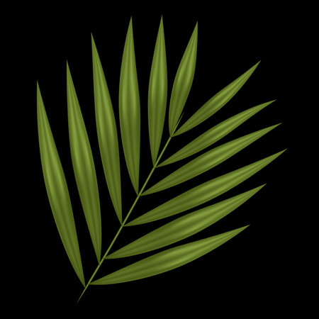 branch with leaves from a palm tree on a black backgroundのイラスト素材