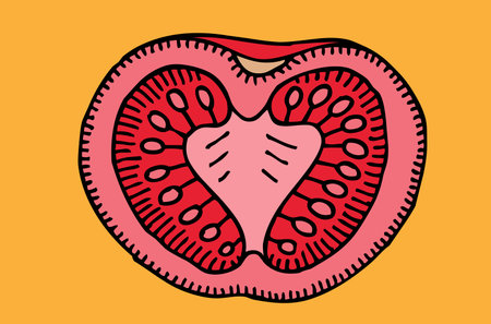 slice of ripe tomato vector illustrationのイラスト素材
