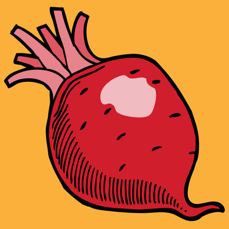 root vegetable red beetroot vector illustrationのイラスト素材