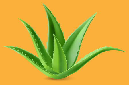 green prickly aloe vera on orange backgroundのイラスト素材