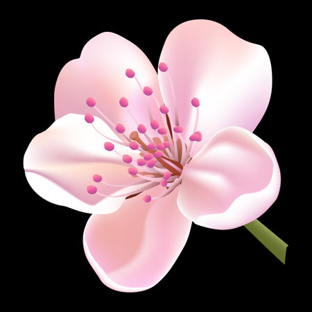 delicate flower of a fruit treeのイラスト素材