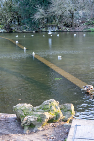 Pathway crosses serene lake in Parc des Buttes-Chaumont with ducks swimming in the calm waterの写真素材