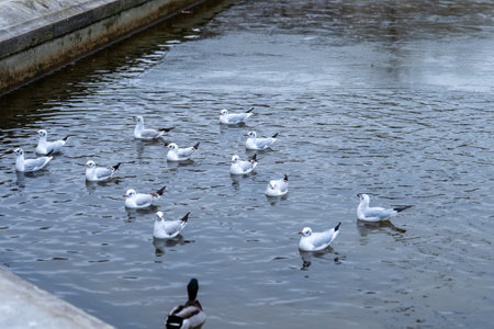 Seagulls swimming in a calm pond during early morning light near a parkの写真素材