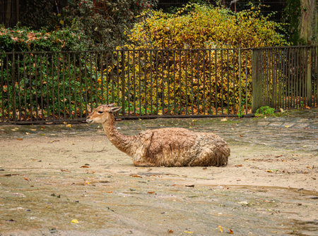 Animal resting in a muddy enclosure during autumn weather at a wildlife parkの写真素材