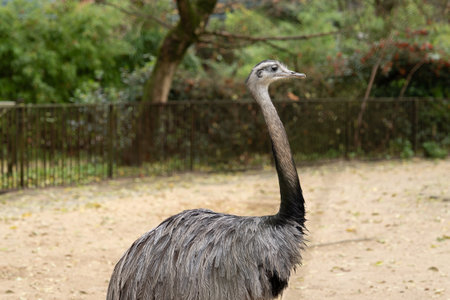 Striking bird with long neck standing in a natural setting surrounded by greeneryの写真素材