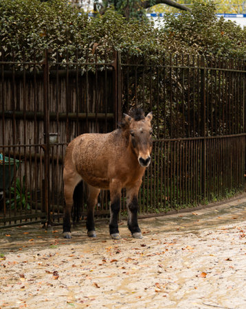 Horse observes visitors in an enclosed area surrounded by foliageの写真素材