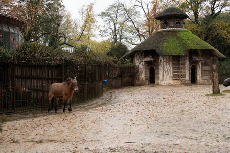 Building with a horse in a natural setting during autumn afternoonの写真素材