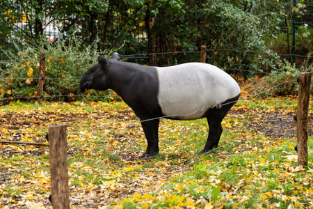 Unique tapir stands amidst colorful autumn leaves in a serene habitatの写真素材