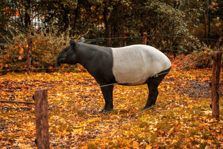 Tapir standing among autumn leaves in a fenced areaの写真素材