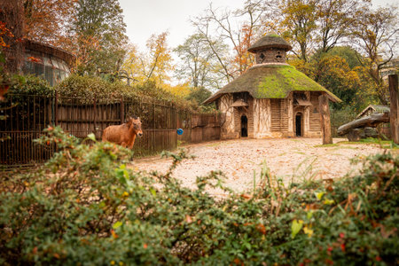 Muddy brown horse near rustic buildings in a wildlife park during autumn seasonの写真素材