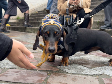 Dachshund wearing a colorful hat interacts with a passerby on urban steps during a chilly dayの写真素材