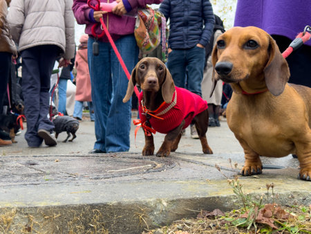 Dachshunds in colorful coats surrounded by a crowd during a pet parade in an urban park on a chilly dayの写真素材