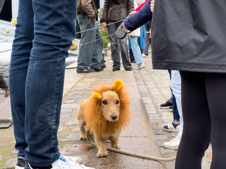 Dog dressed as lion participates in a playful costume event by the waterfront on a cloudy dayの写真素材