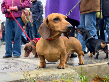 Dachshunds enjoy a sunny day at the park surrounded by a joyful crowdの写真素材