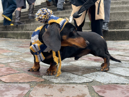 Charming dachshund dressed in a colorful knitted outfit at a festive outdoor event in a vibrant cityの写真素材