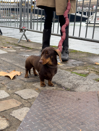 Cute brown dachshund on a leash near the waterfront with soft autumn leaves scattered on the groundの写真素材