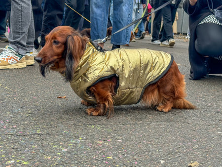 Stylish dachshund in a gold coat enjoys a bustling street festival on a cool dayの写真素材