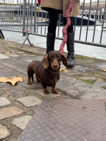 Small brown dachshund enjoys a walk by the riverbank during a cloudy day in the cityの写真素材