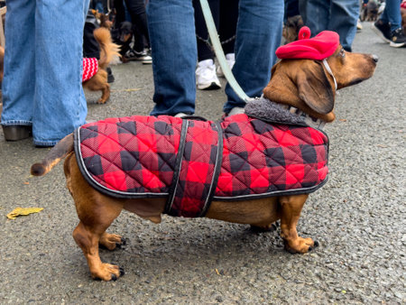 Dachshund wearing a cozy red-and-black jacket and beret at a pet festival in autumnの写真素材