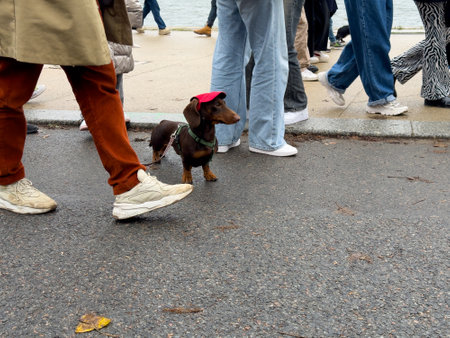 Small dachshund wearing red hat stands out among people walking along waterfront during a cloudy dayの写真素材