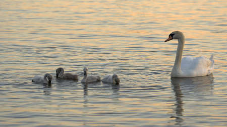 swans  at the evening sun.の写真素材