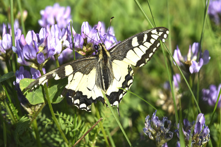 Butterfly on a plantの写真素材