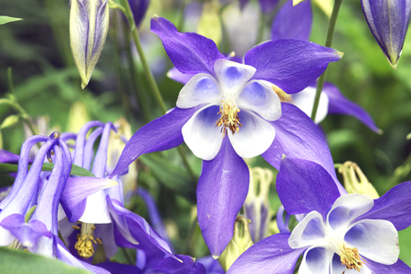 blue flowersの写真素材