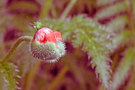 nature red closeup summer nobodyの写真素材