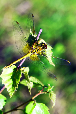 dragonflyの写真素材
