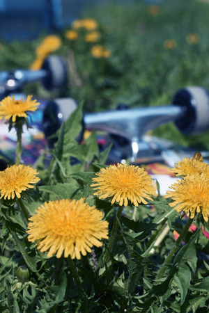 Yellow flowers and skateboardの写真素材