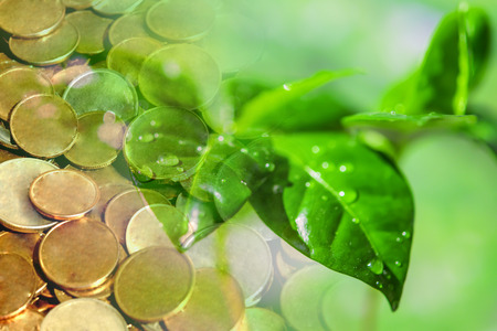 Green plant leaves on a background of money. The concept of the growth of financial investmentsの写真素材