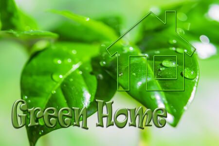Real estate symbol on the background of money and a green plant. Concept of ecological construction.の写真素材
