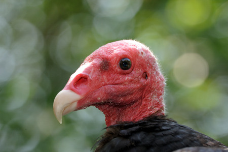 vultureの写真素材