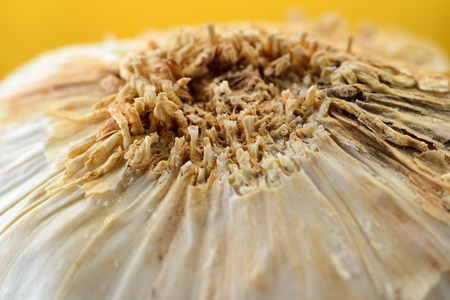 braid of garlic and onionの写真素材