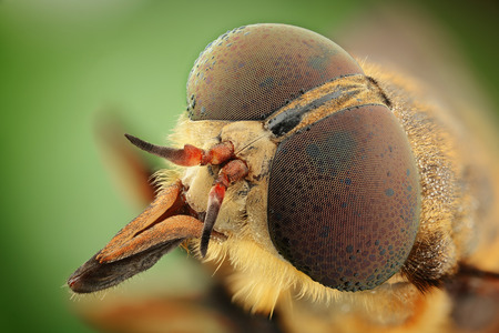 portrait of gadflyの写真素材