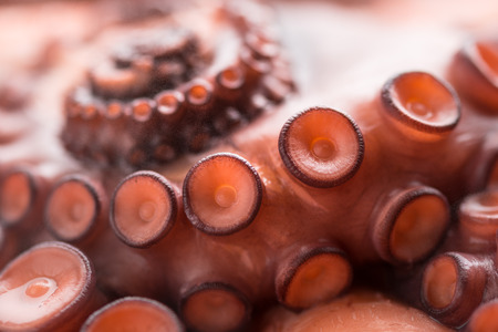 Stewed octopusの写真素材
