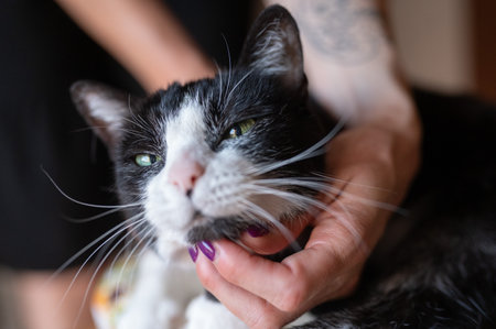 Cute black and white cat lying on the hands of a womanの写真素材