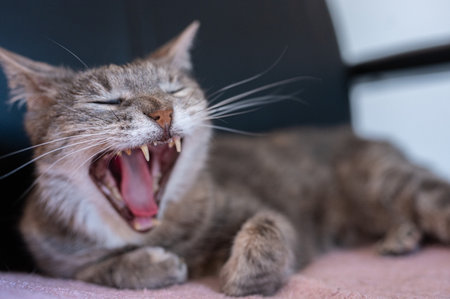 Funny cat yawning, close-up. Shallow depth of field.の写真素材