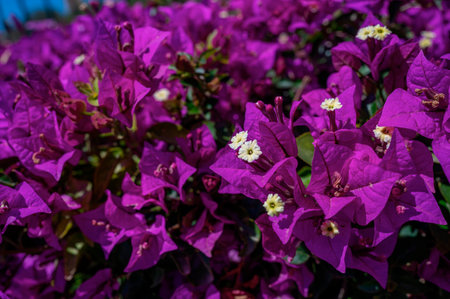 Purple bougainvillea flowers blooming in the garden