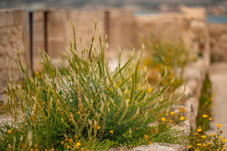 Field of yellow flowers at the ancient city of Heraklionの写真素材