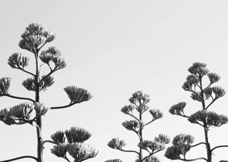 Agave trees on hills of Athens, Greeceの写真素材